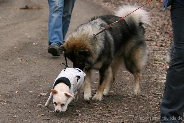 (Foto Goslar) Koerung Benno_14.03.2015_IMG_6849.png